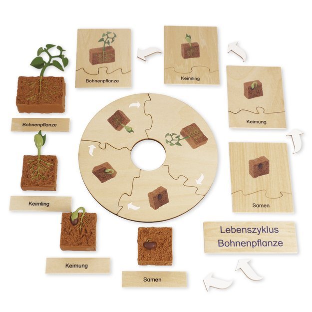 TimeTEX Pupų Gyvenimo ciklas, medinėje dėžutėje, Vokiška versija „Montessori Premium